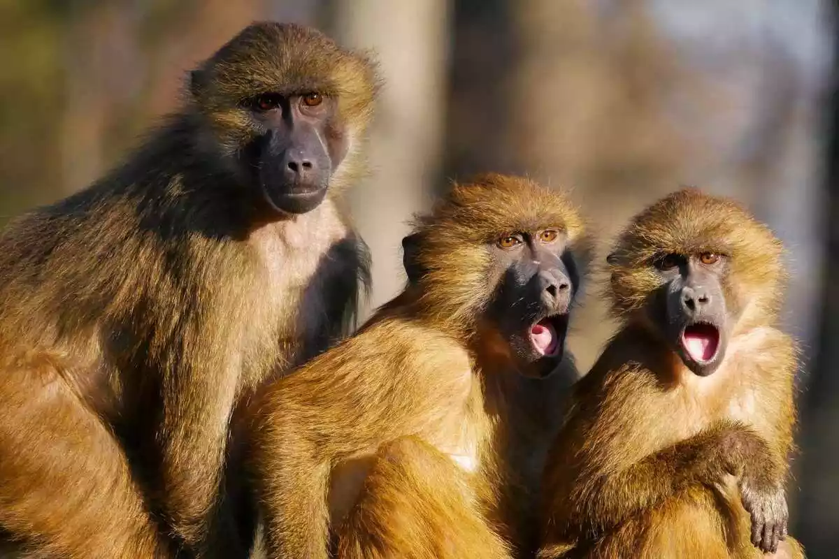 Un grupo de 3 macacos