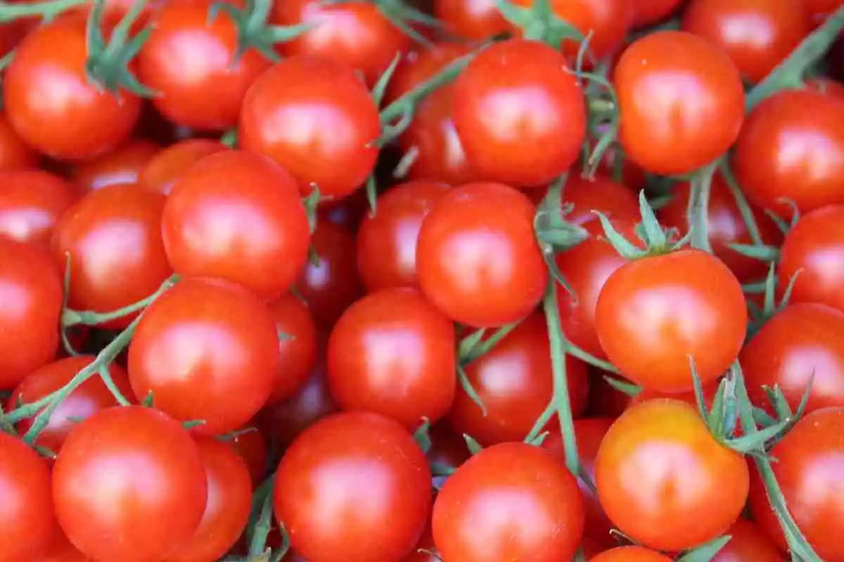 Imagen de archivo de varios tomates cherry
