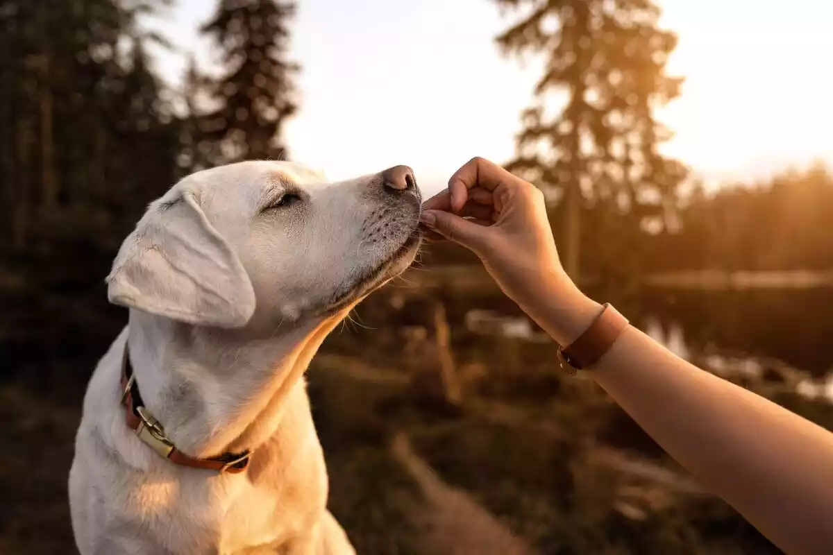 Un perro labrador blanco con una mano dándole de comer en un bosque