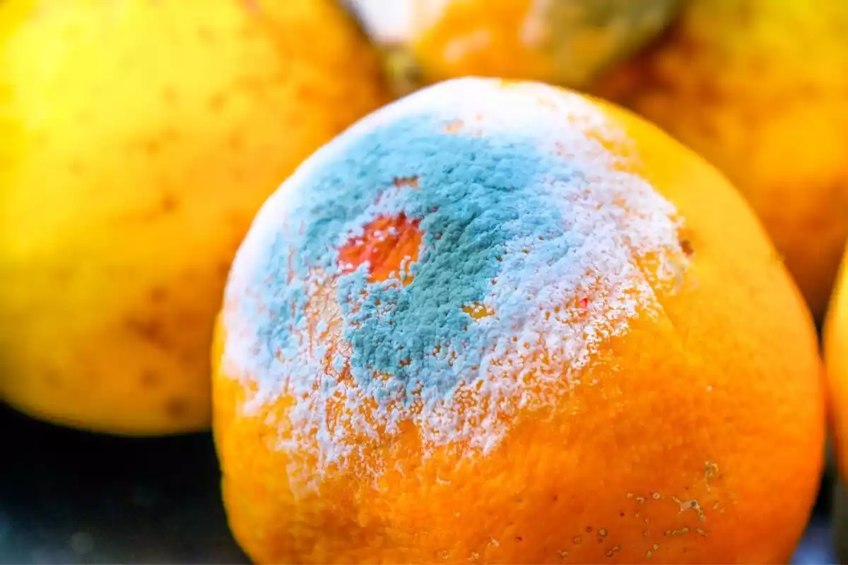 Una naranja con moho azulado y blanco rodeada de otras naranjas y limones