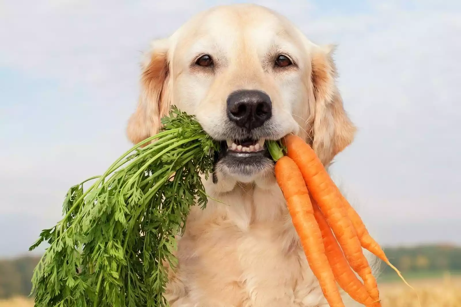 los labradores son buenos perros de pelea