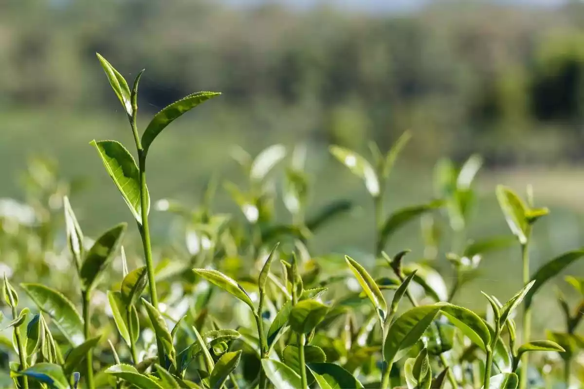 Planta de té verde