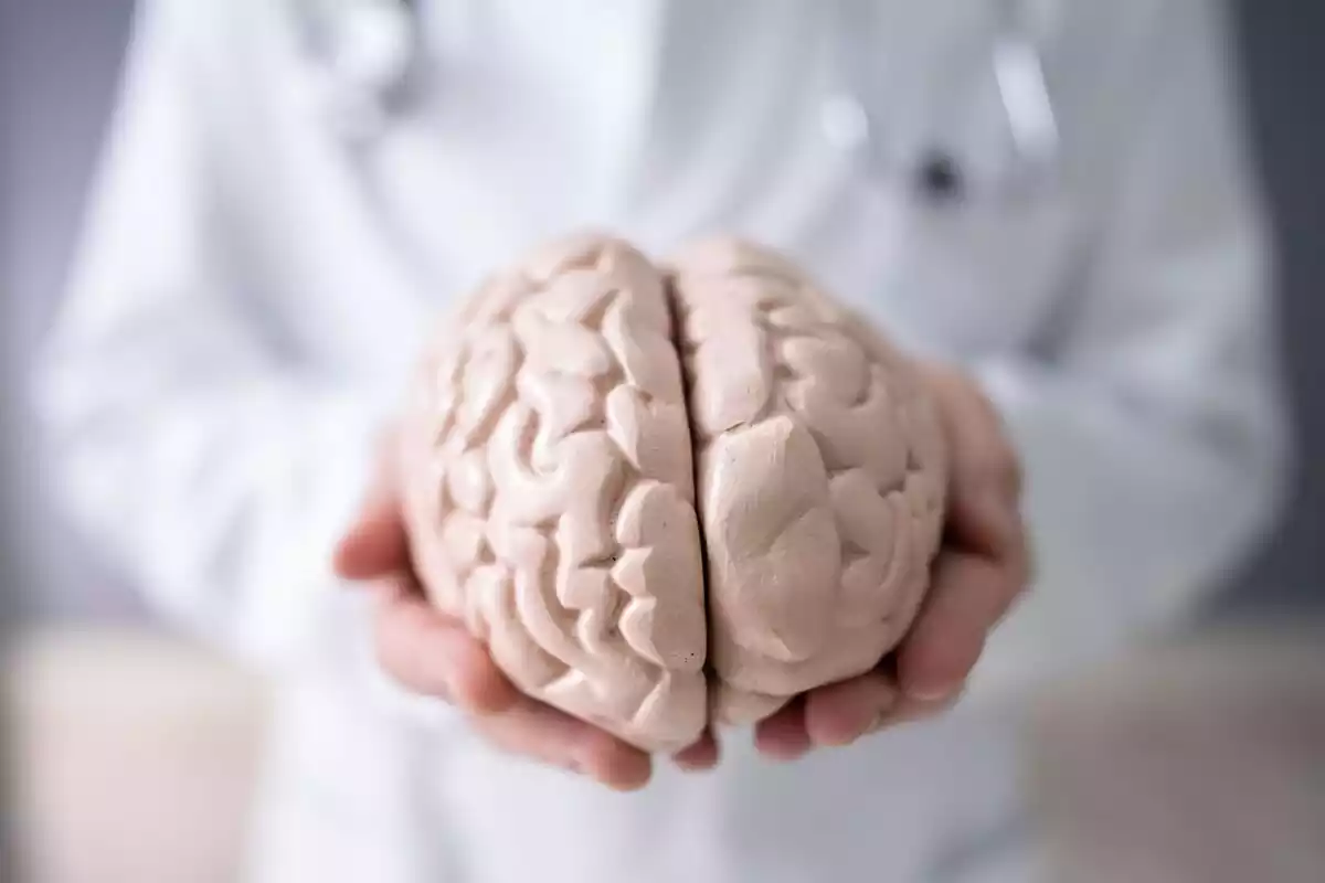 Un cerebro humano de plástico en las manos de un médico