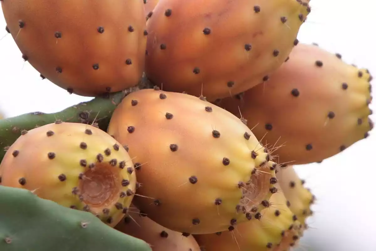 Ejemplares de higos chumbos en un cactus