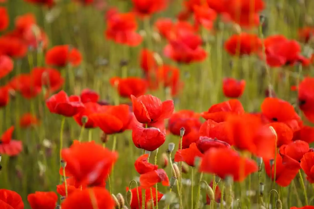 Flores rojas de amapola en un campo
