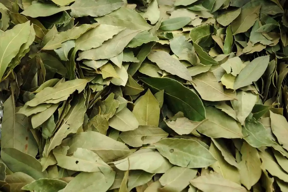 Montón de hojas secas de laurel de color verde