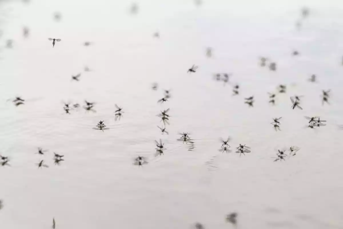 Pequeños mosquitos sobre el agua