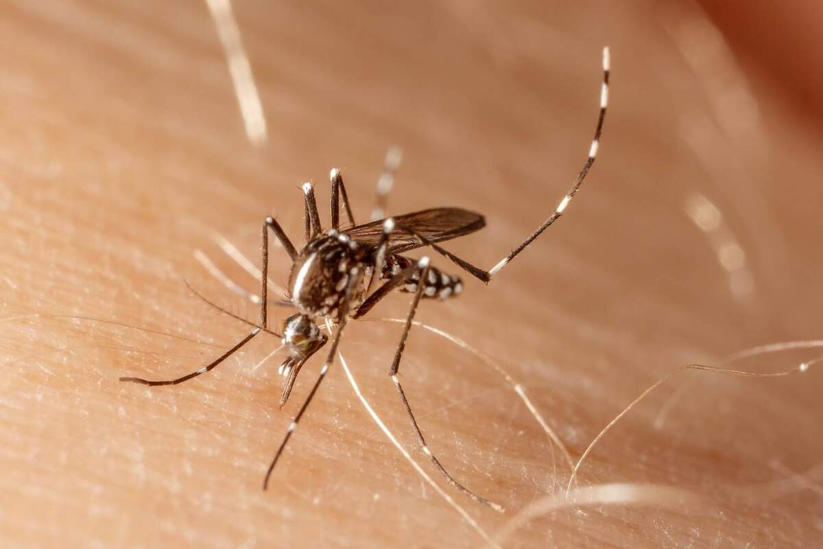 Diez Recomendaciones Para Evitar Las Picaduras De Mosquitos