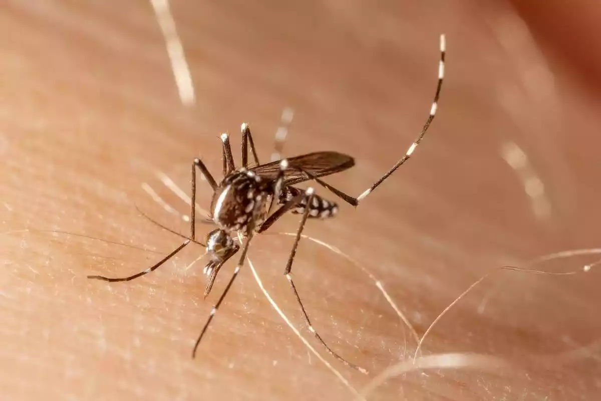 Primer plano del mosquito de fiebre amarilla