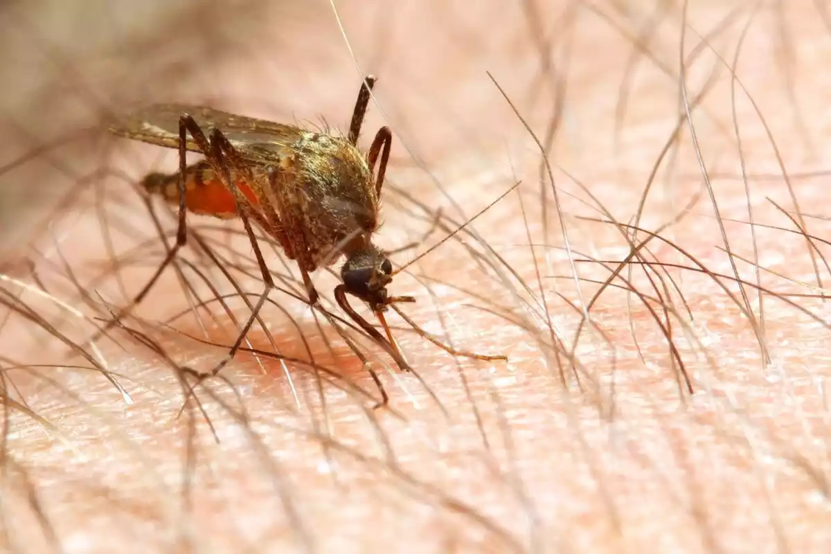 Un gran mosquito sobre la piel de alguien con muchos pelos