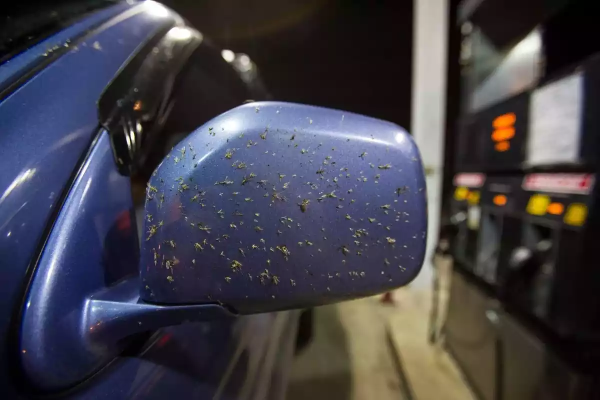 Un retrovisor de coche con restos de mosquito en una gasolinera