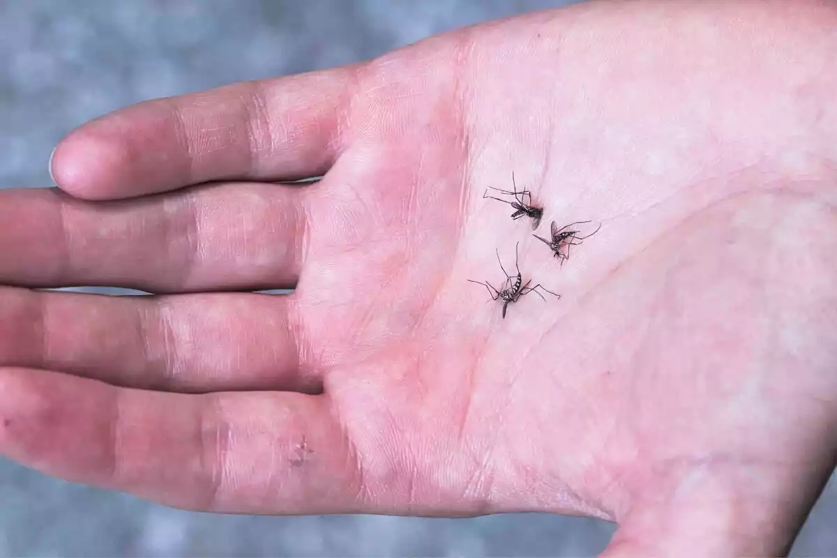 Una mano con tres mosquitos muertos