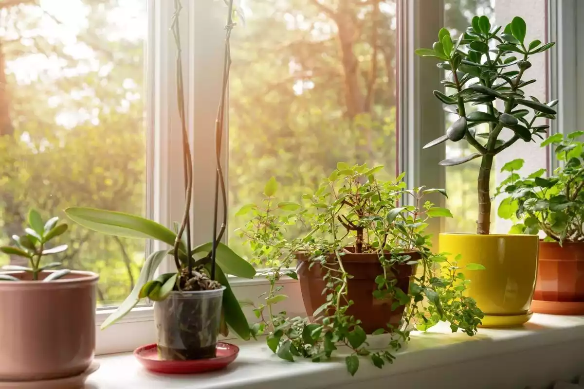 Una ventana con rayos de sol y varias plantas colocadas delante