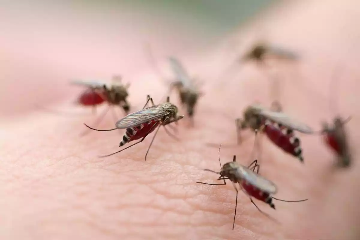 Varios ejemplares de mosquito bien alimentados sobre la piel