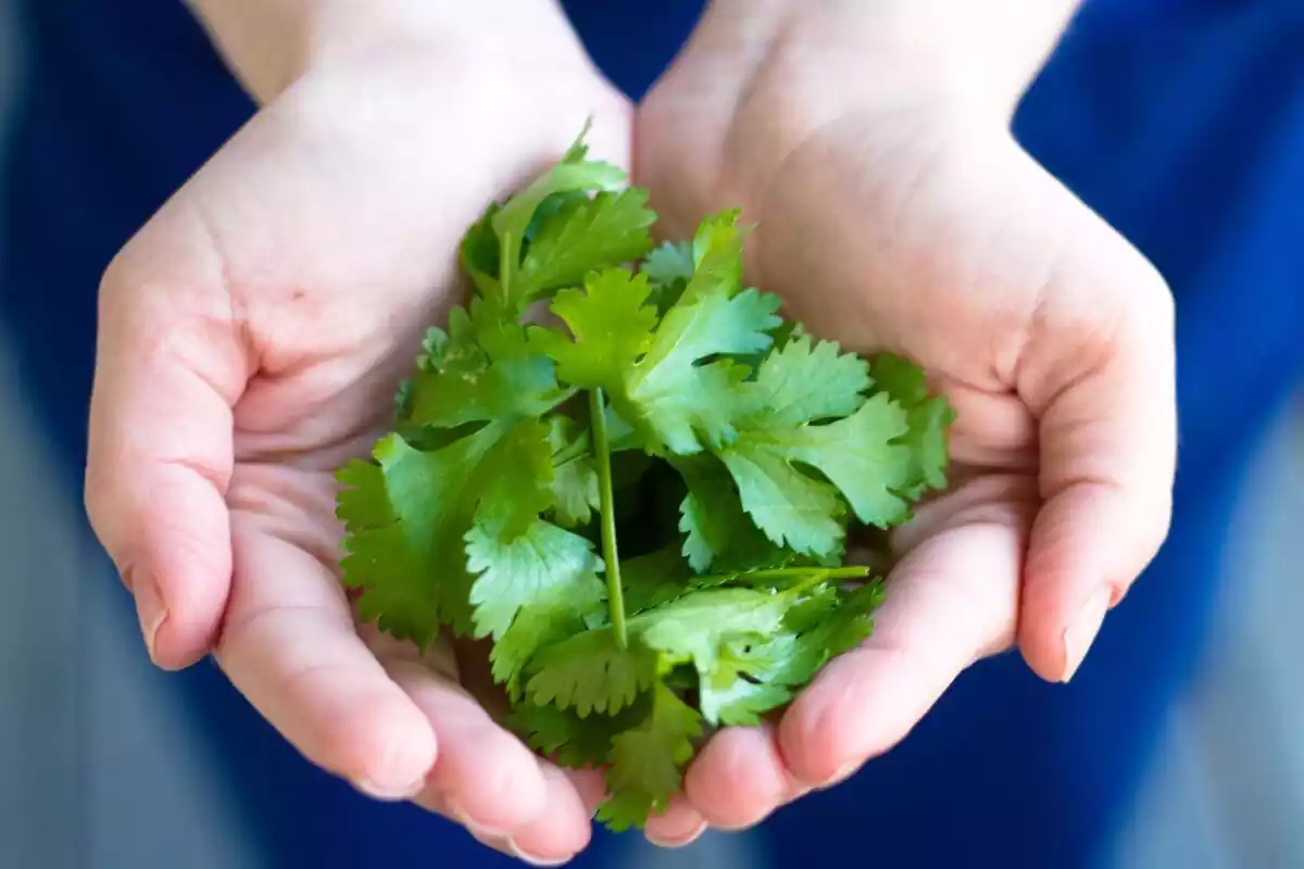 Dos manos sosteniendo hojas de cilantro
