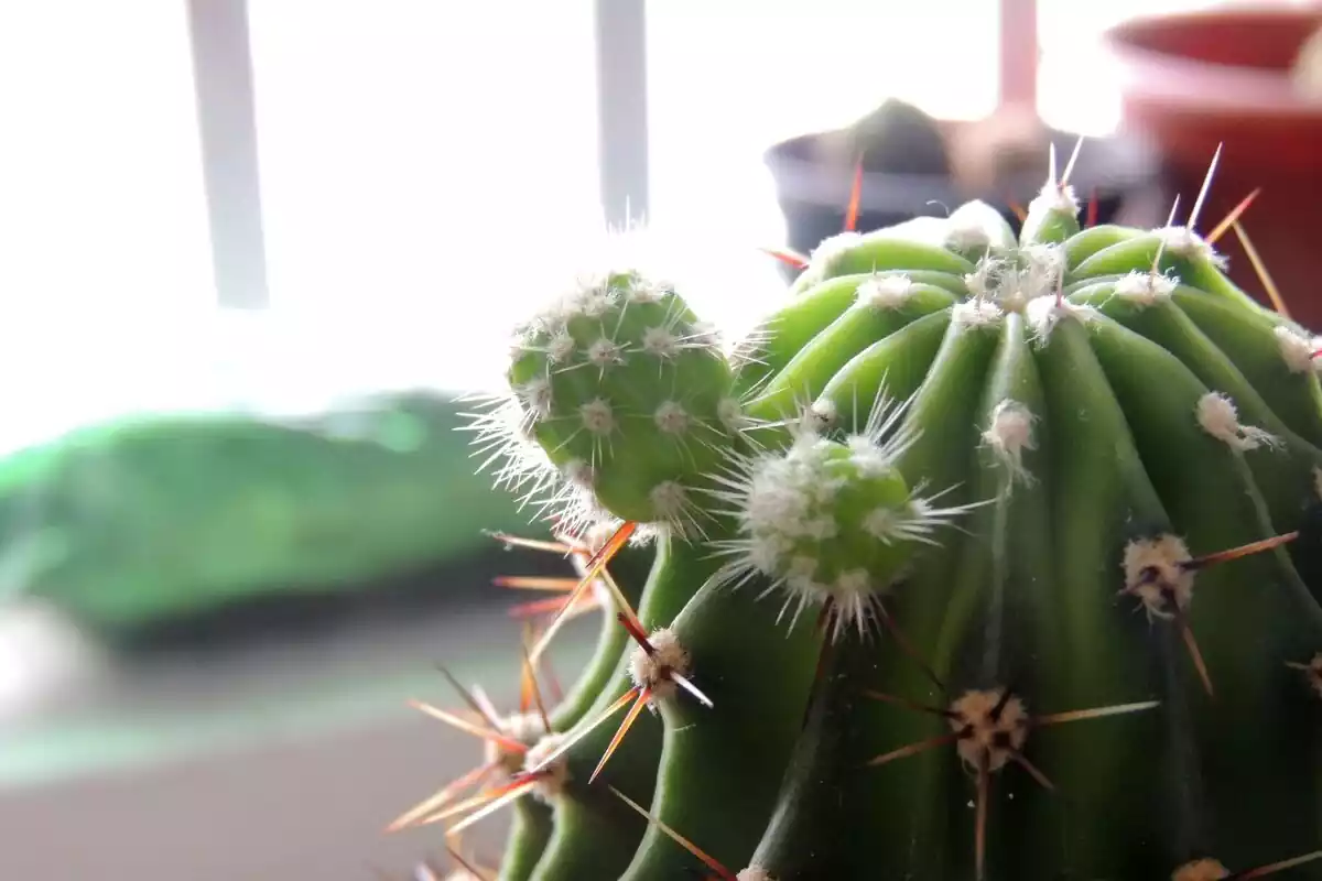 Cactus en el interior