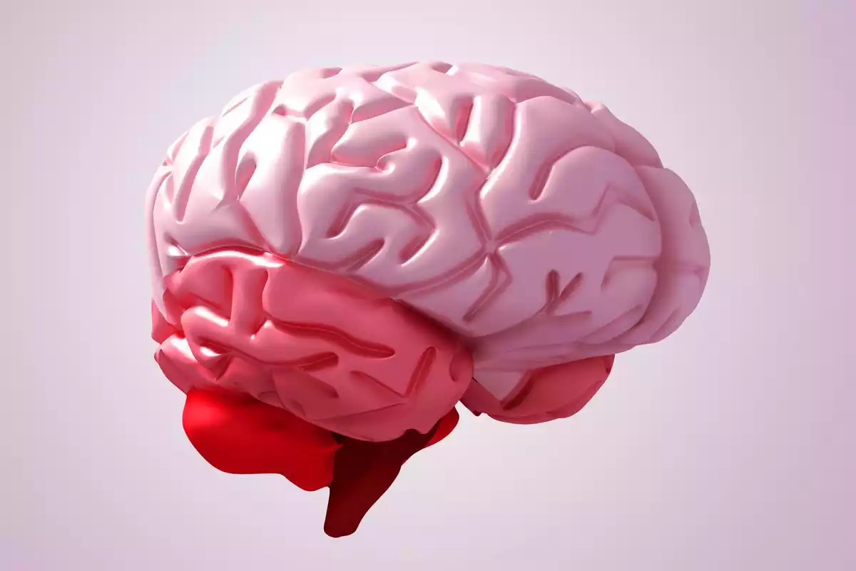 Cerebro humano rosa