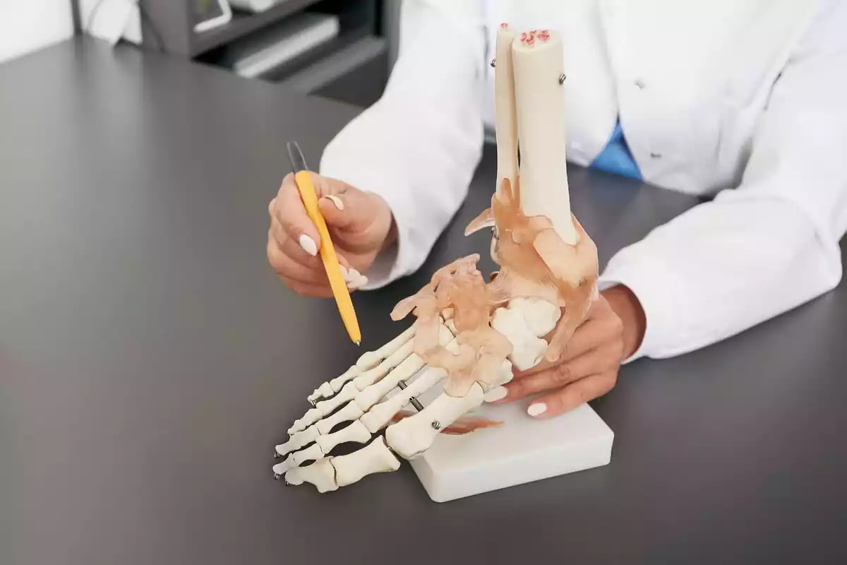 Doctor señalando los huesos del pie de una maqueta