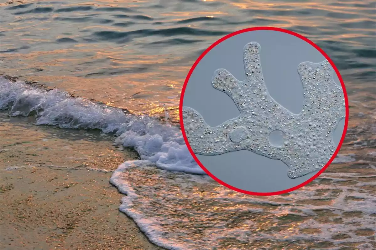 Montaje con una imagen de la orilla del mar y una ameba transparente
