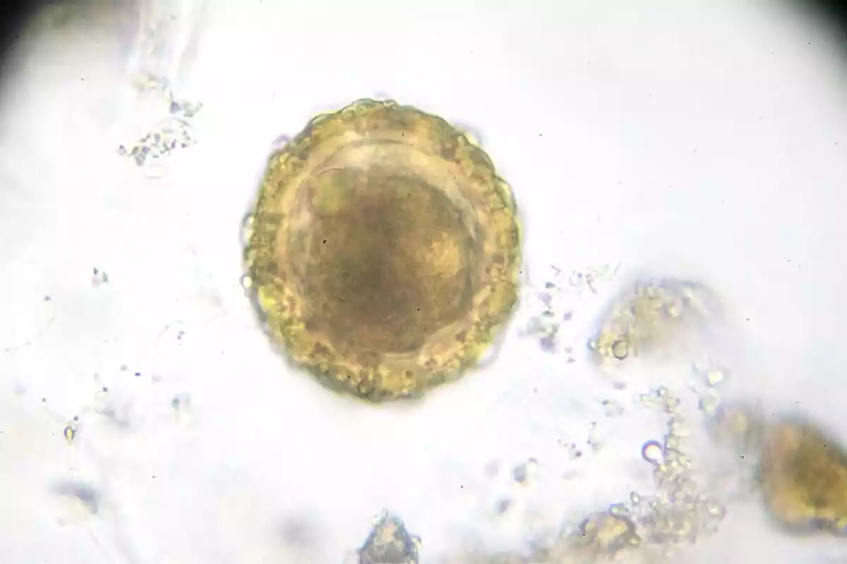 Óvulo visto desde un microscopio