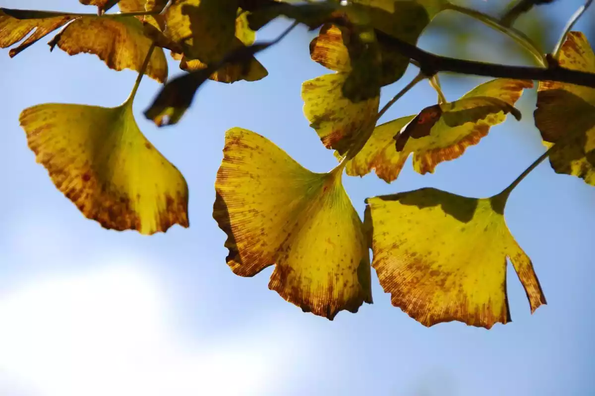 Primer plano de las hojas de un ginkgo biloba