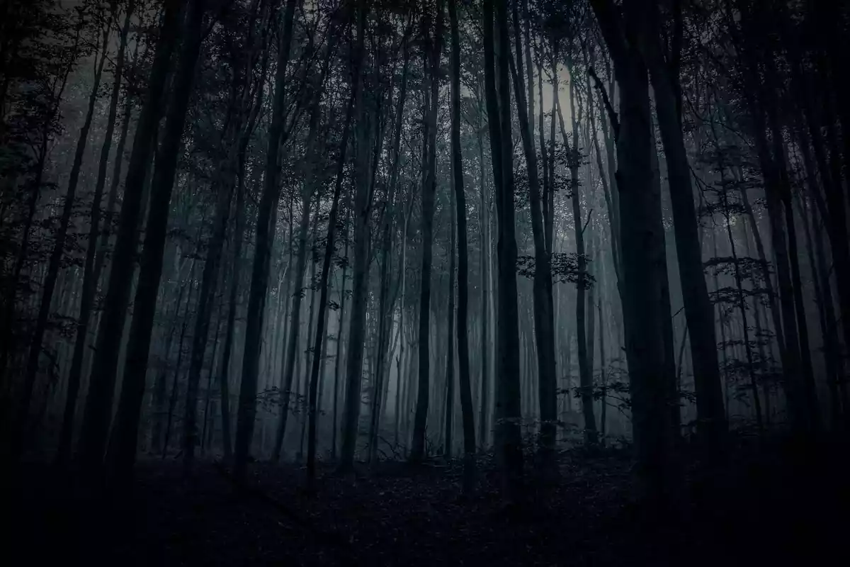 Silueta de los árboles en un bosque oscuro
