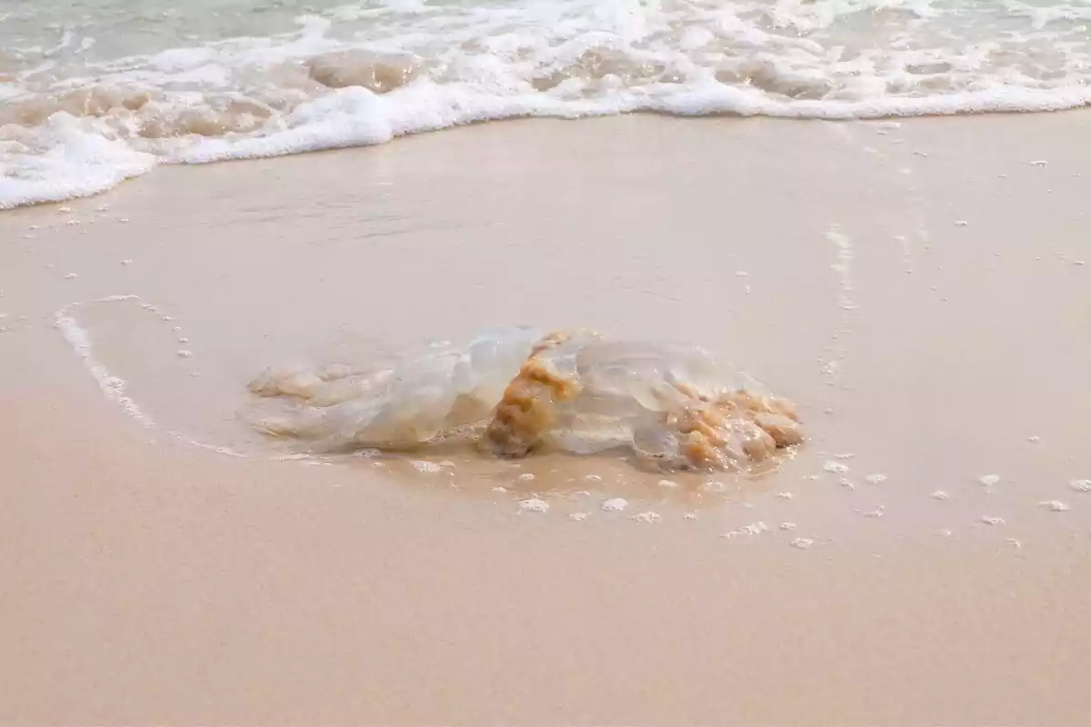 Una medusa en la orilla con el mar detrás
