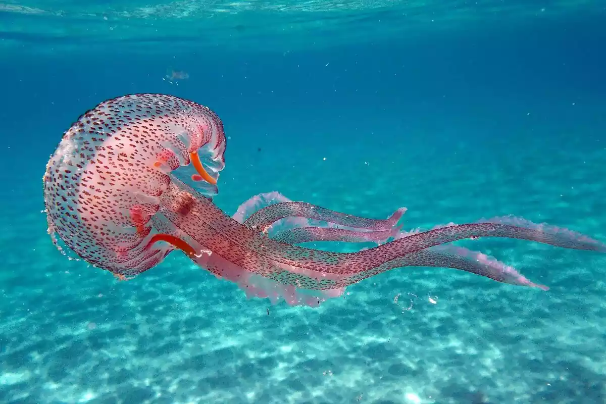 Medusa de color rosa en el mar