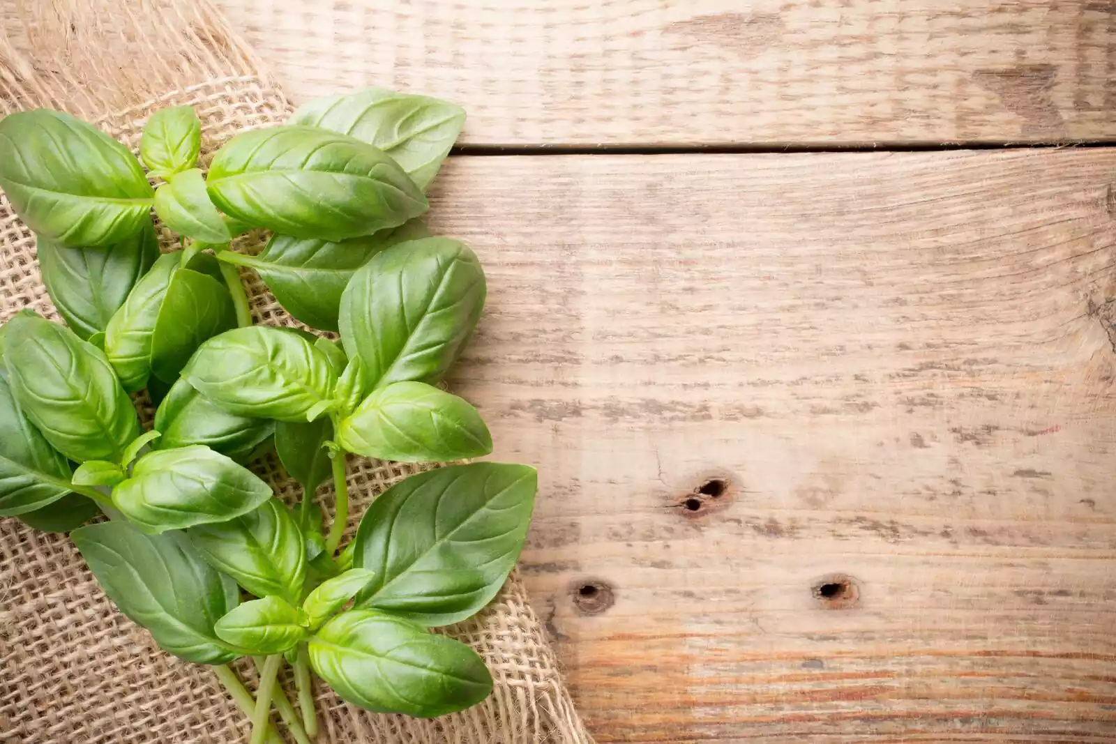 50 plantas medicinales y hierbas curativas y para qué sirven