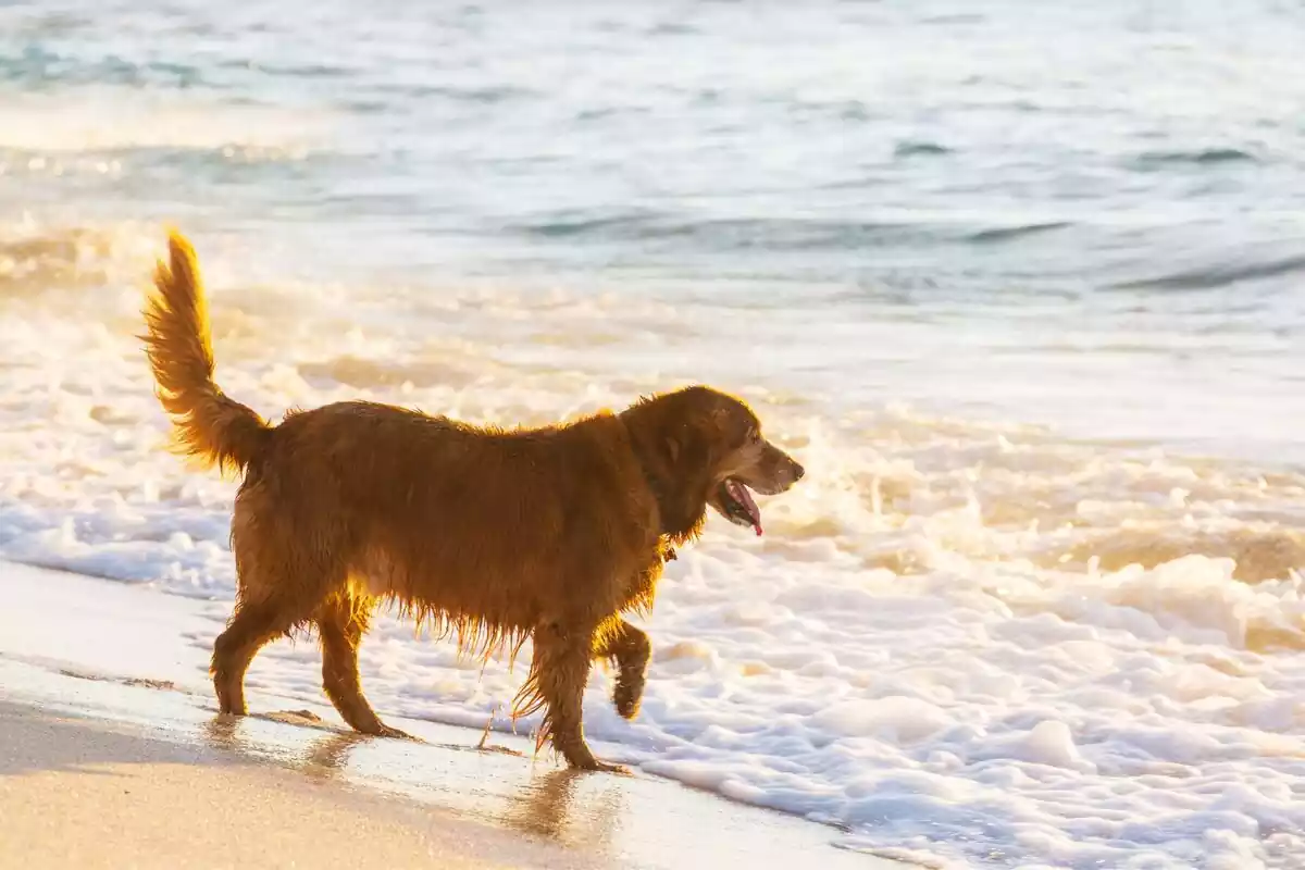 Perro en la orilla de una playa