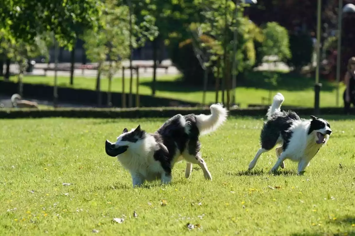 Dos perros en un parque de Bilbao jugando con un juguete