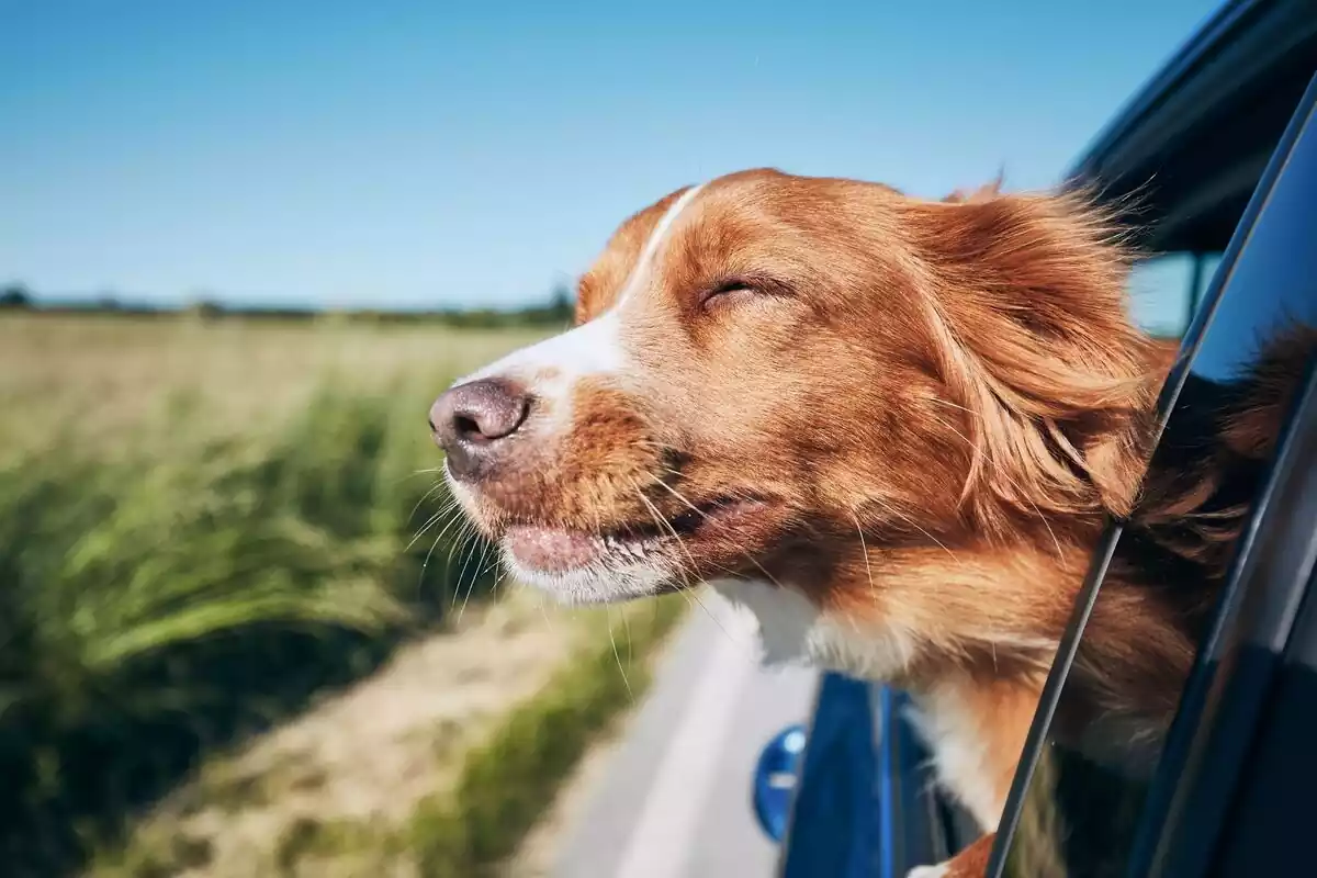 Imágen de un perro sacando la cabeza por la ventana de un vehículo mientras es conducido por su propietario