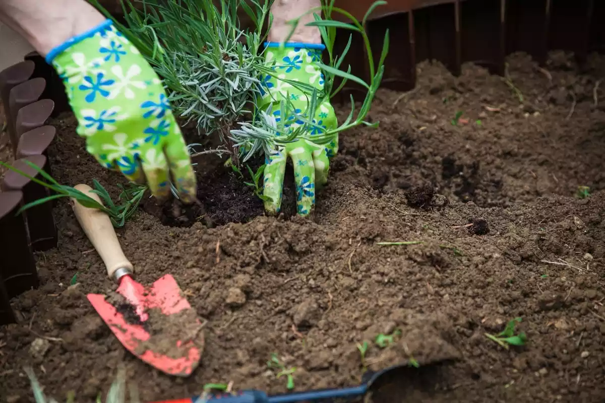 Una persona haciendo jardinería en un terreno, plantando unas pantas