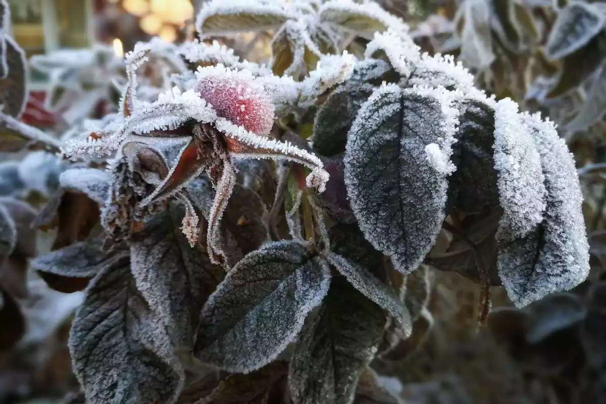 Planta de un jardín helada por el frío
