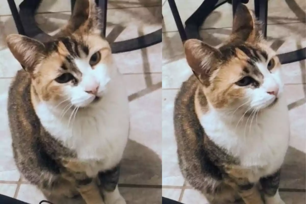 Imagen del gato con cara de enfado cada ves que su dueña canta