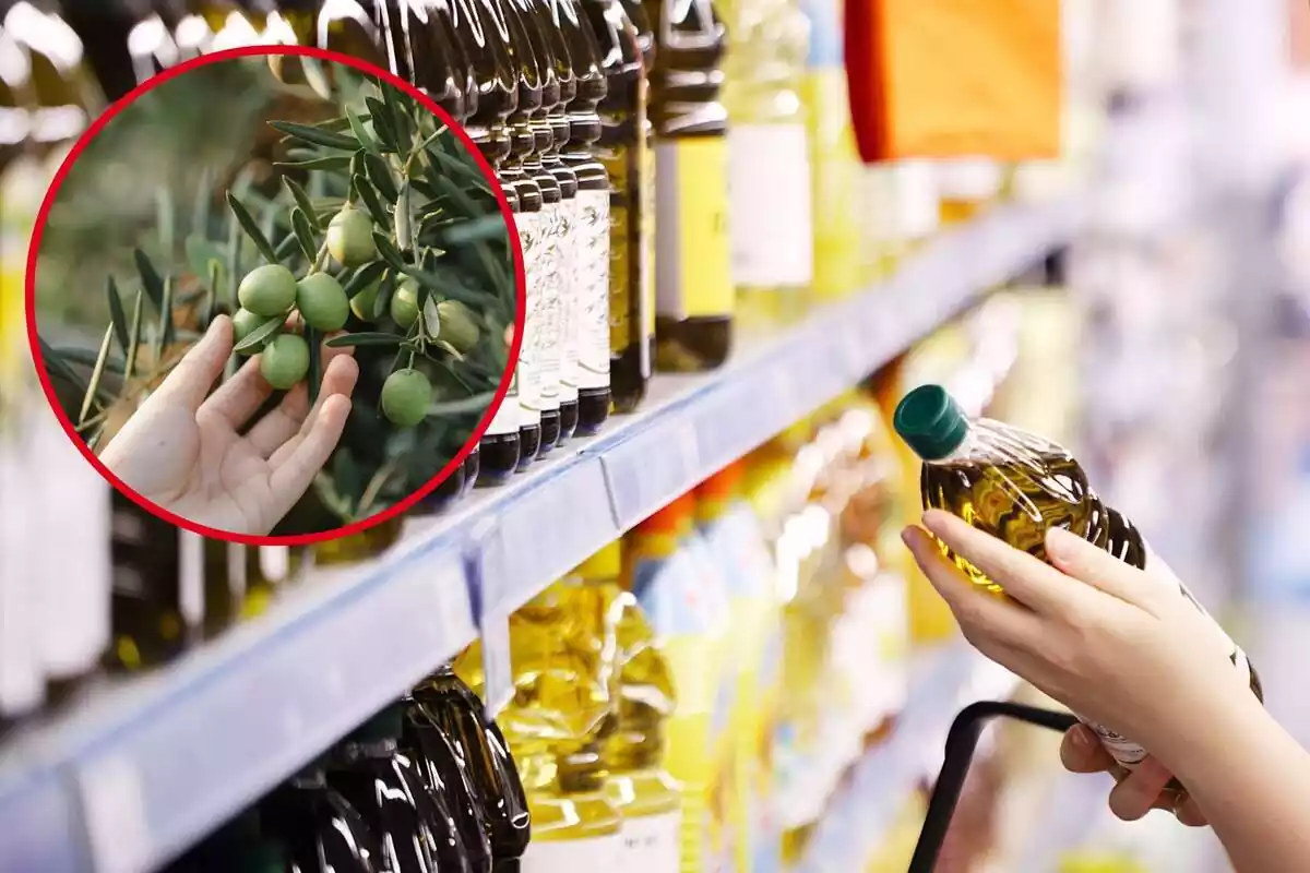 Persona comprando aceite de oliva en el supermercado e imagen destacada a la izquierda de una mano tocando aceitunas