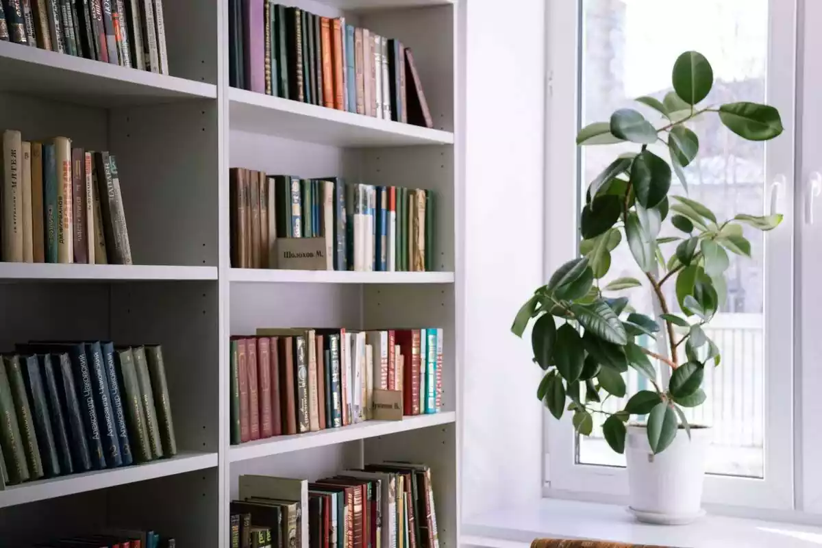 Esquina de una habitación con una estantería de libros y una planta enfrente de la ventana