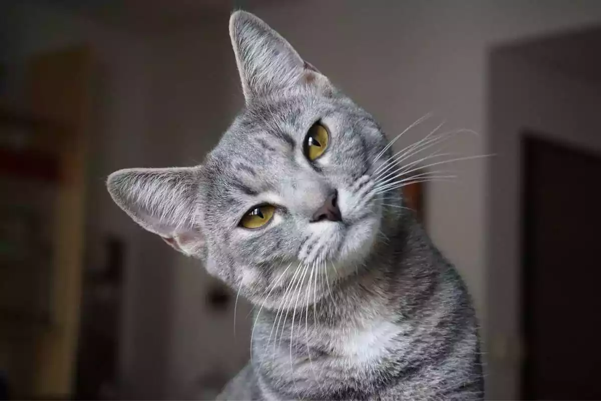 Gatito de color gris mirando con la cabeza ladeada