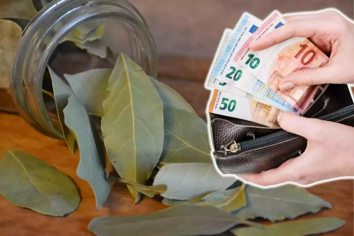Montaje con un bote lleno de hojas de laurel y unas manos sujetando una cartera con varios billetes de euro