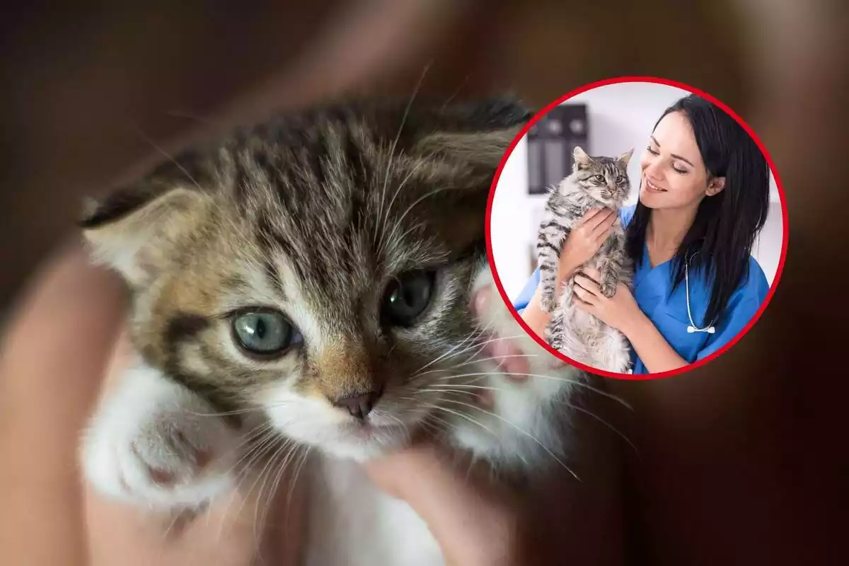 Montaje de un gato pequeño y una redonda con una veterinaria cogiendo a un gato