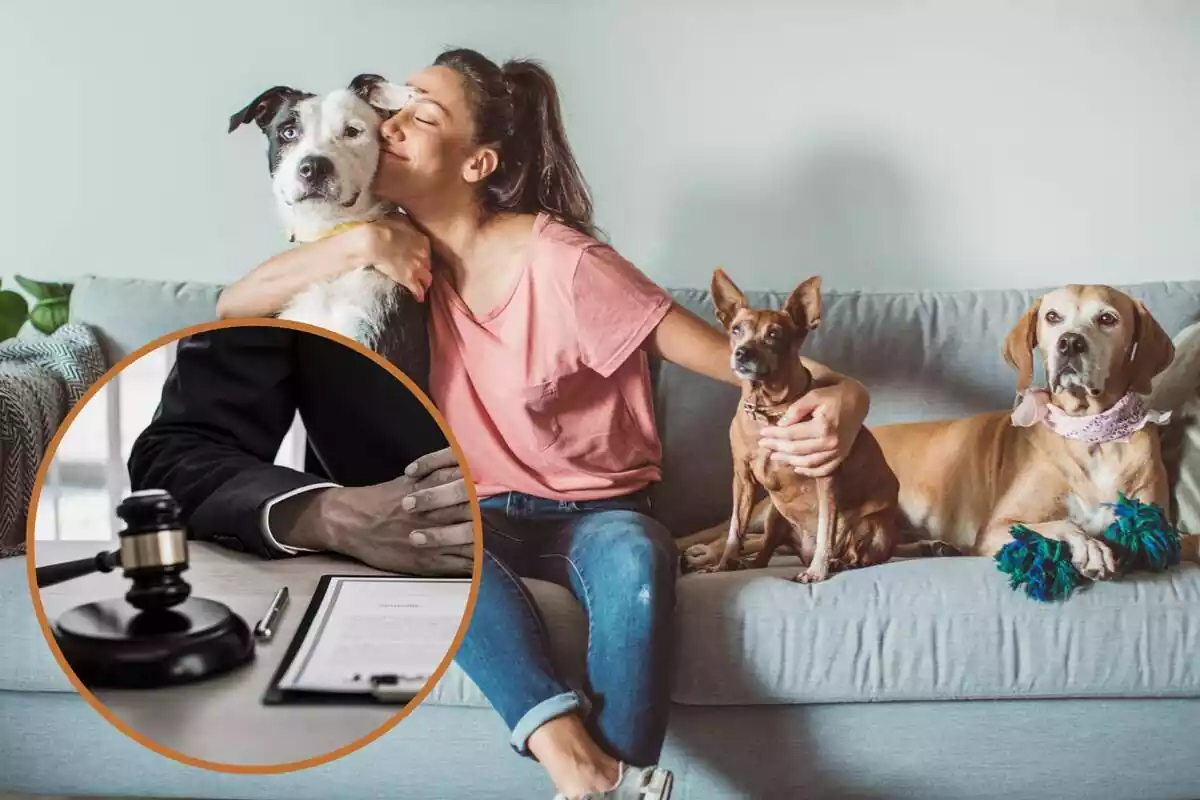 Montaje con una mujer con tres perros en el sofá y un círculo con el mazo de un juez y un documento