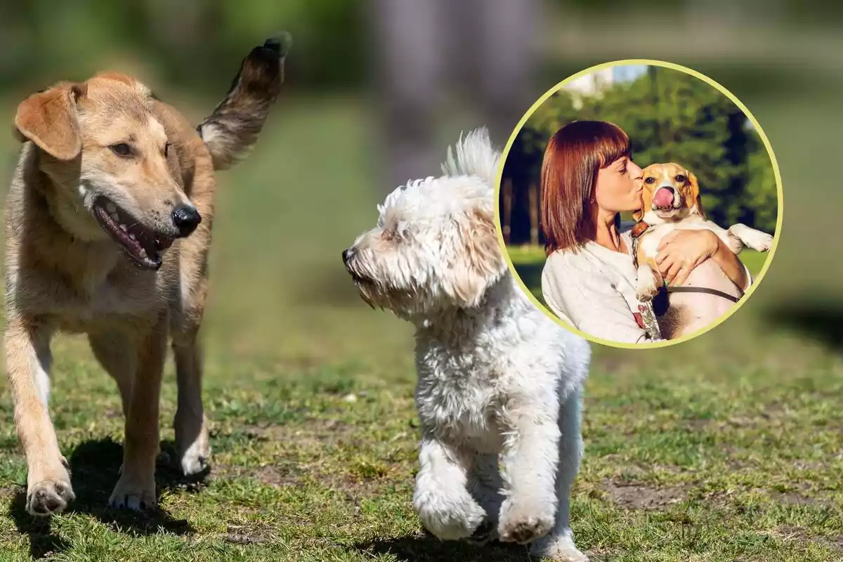 Montaje de dos perros mirándose y una redonda con una mujer besando a un perro