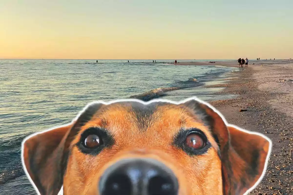 Montaje con un paisaje de una playa con gente caminando por la orilla y un perro con su hocico en primer plano