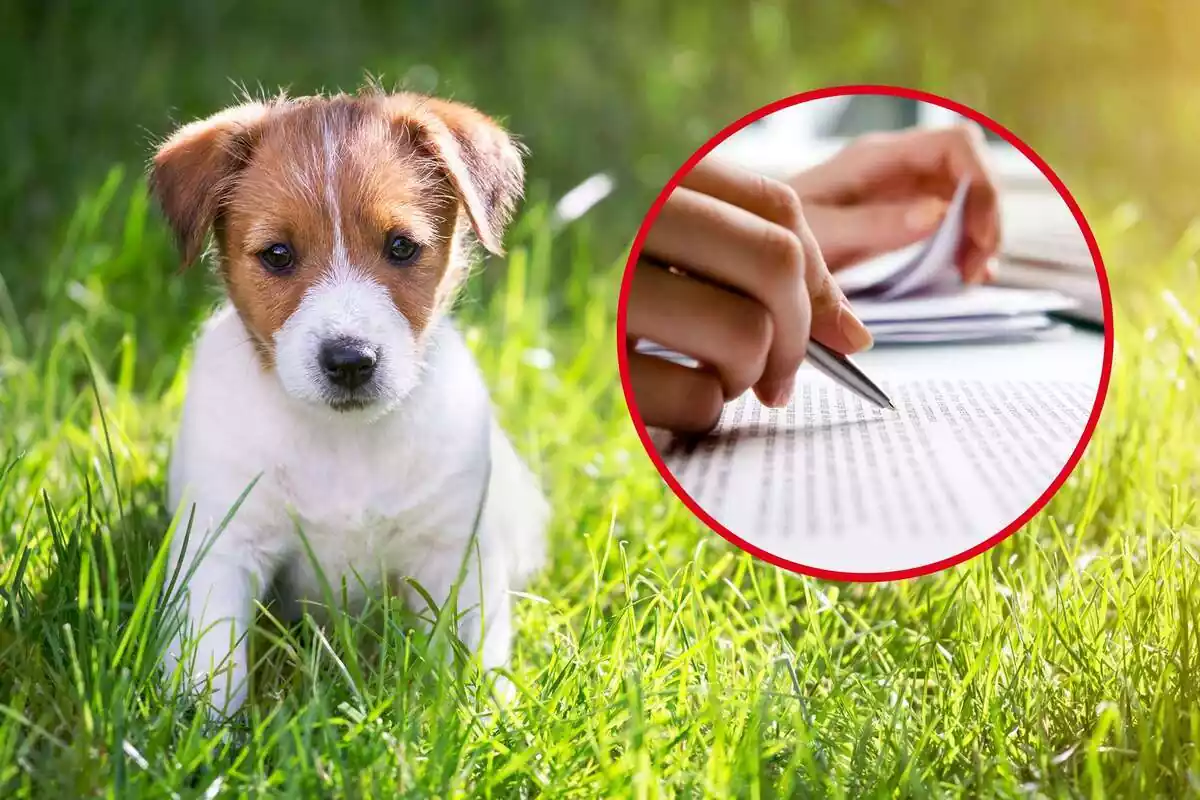 Montaje de un cachorro de perro en el césped y una redonda con un papel escrito