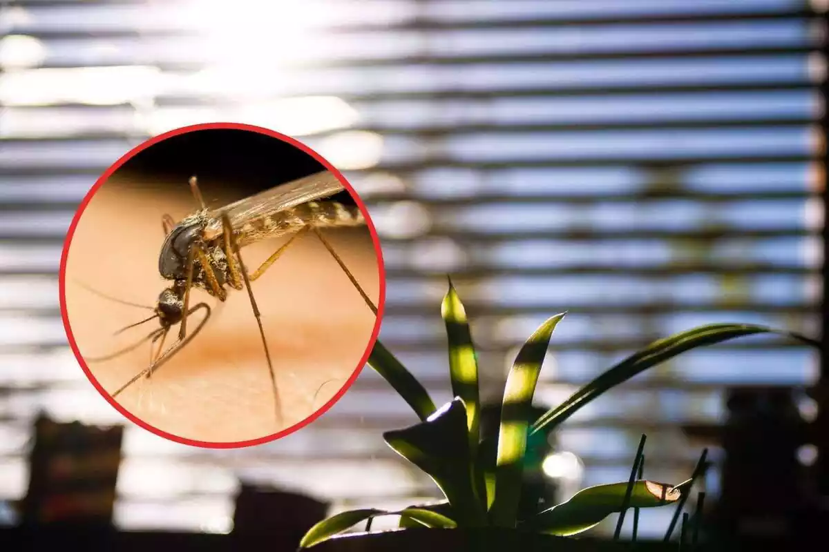Montaje con unas macetas llenas de plantas en una ventana y un mosquito tigre