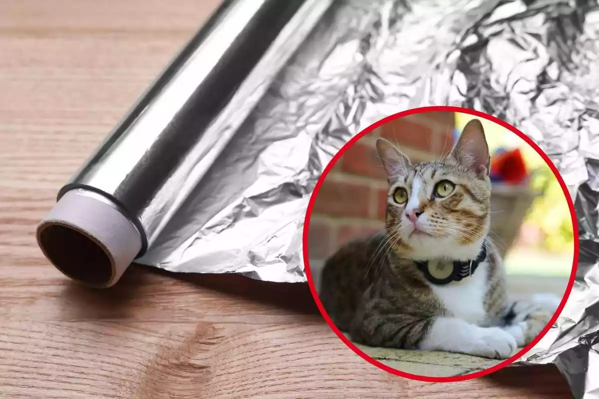 Montaje con rollo de papel de aluminio y círculo rojo con gato