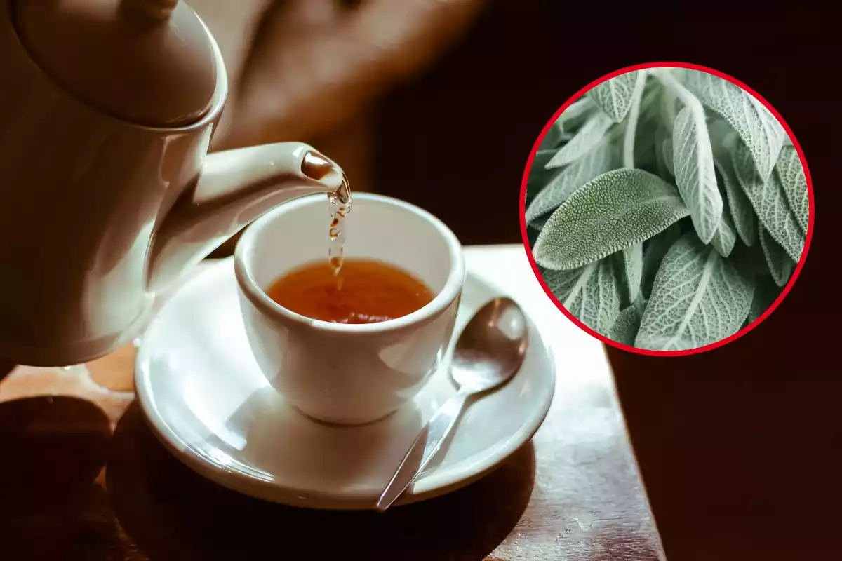 tetera sirviendo té en una taza y hojas de salvia